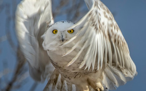 Bachelor in Philosophy