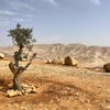 Histoire et enjeux de l'archéologie en Palestine
