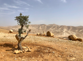 Histoire et enjeux de l’archéologie en Palestine