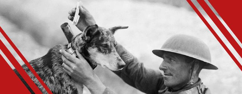 Nouvelle publication : le chien militaire, un allié puissant et fidèle