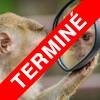 E-Séminaire : Critique de la souffrance animale