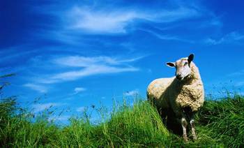 Tuesday II Advent : Why are sheep lost in the first place?
